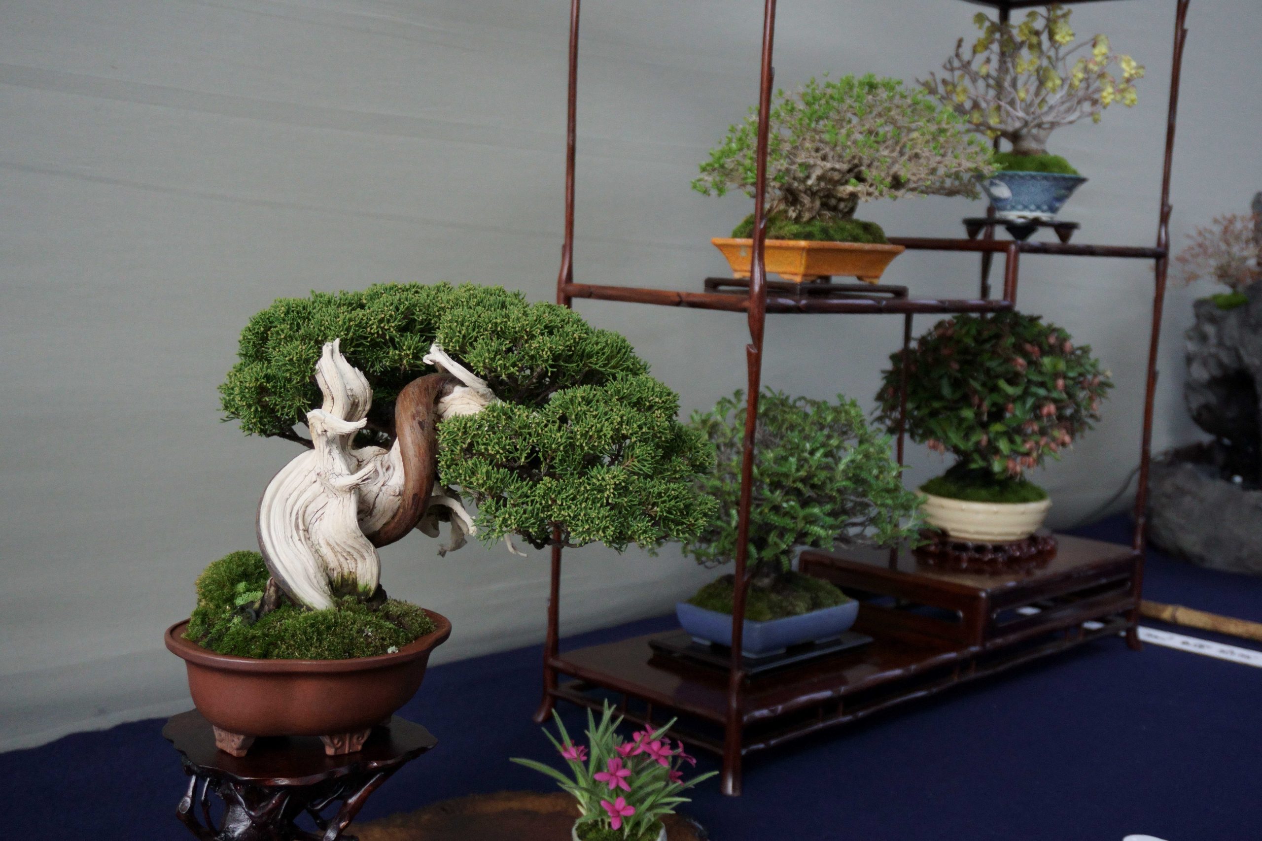 秋から冬にかけては、盆栽の相場が上がるシーズン。もし売却検討ならこの機会に査定を！
