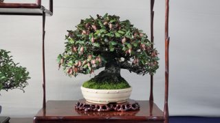 1月は盆栽展示会のピーク！「雅風展」「銘風展」の見どころと、愛好家が今こそ考えるべき盆栽の「価値」とは？