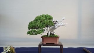 北海道の盆栽買取なら岳盆栽へご相談ください