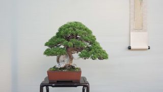 関東の盆栽買取なら岳盆栽へご相談ください。