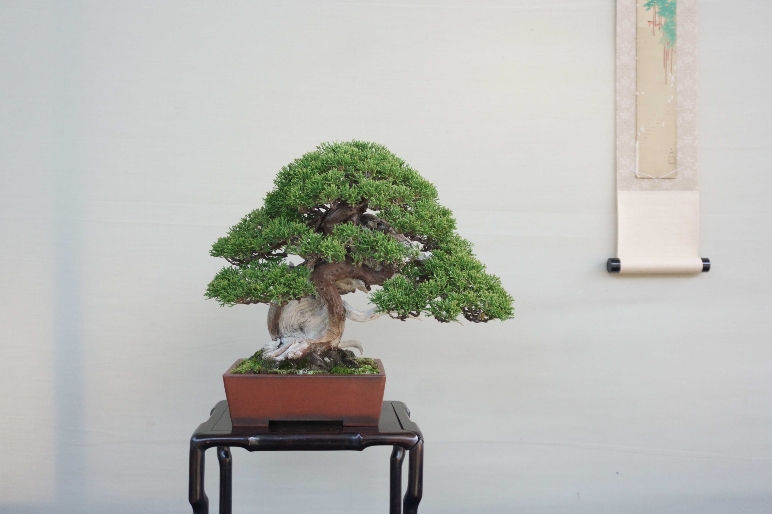 関東の盆栽買取なら岳盆栽へご相談ください。