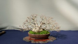 中部・北陸地方の盆栽買取なら岳盆栽