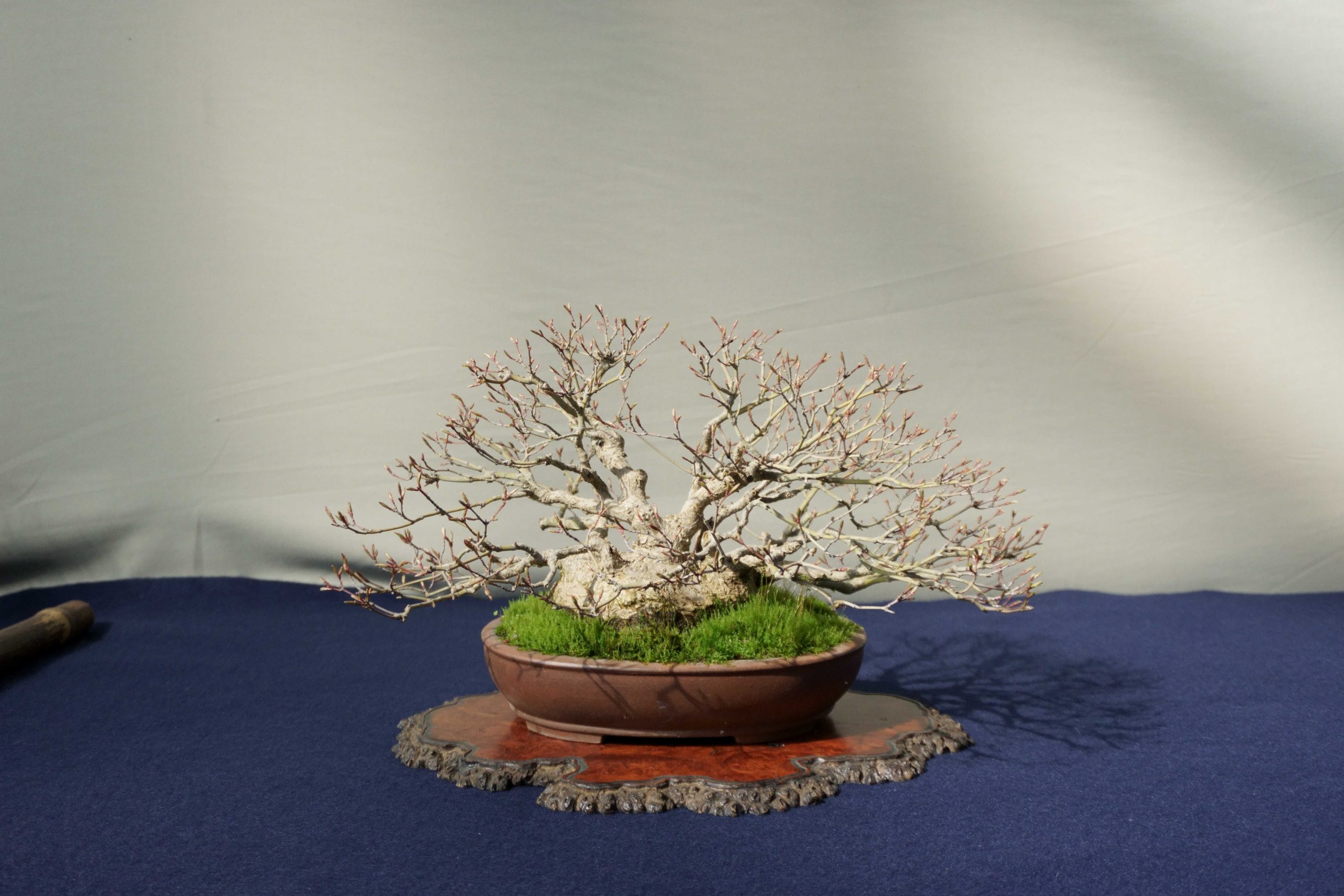 中部・北陸地方の盆栽買取なら岳盆栽｜高価買取 – 岳盆栽