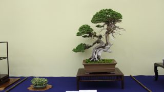 第44回日本盆栽大観展 弊社も出品しました
