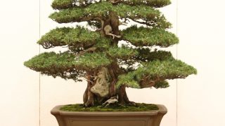 岡崎市から盆栽をお売りになりたい方へ