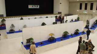 五万石盆栽展にお伺いしました。