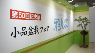 第50回 小品盆栽フェア 雅風展に伺いました。
