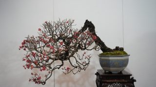 盆栽に人気の樹種とその魅力