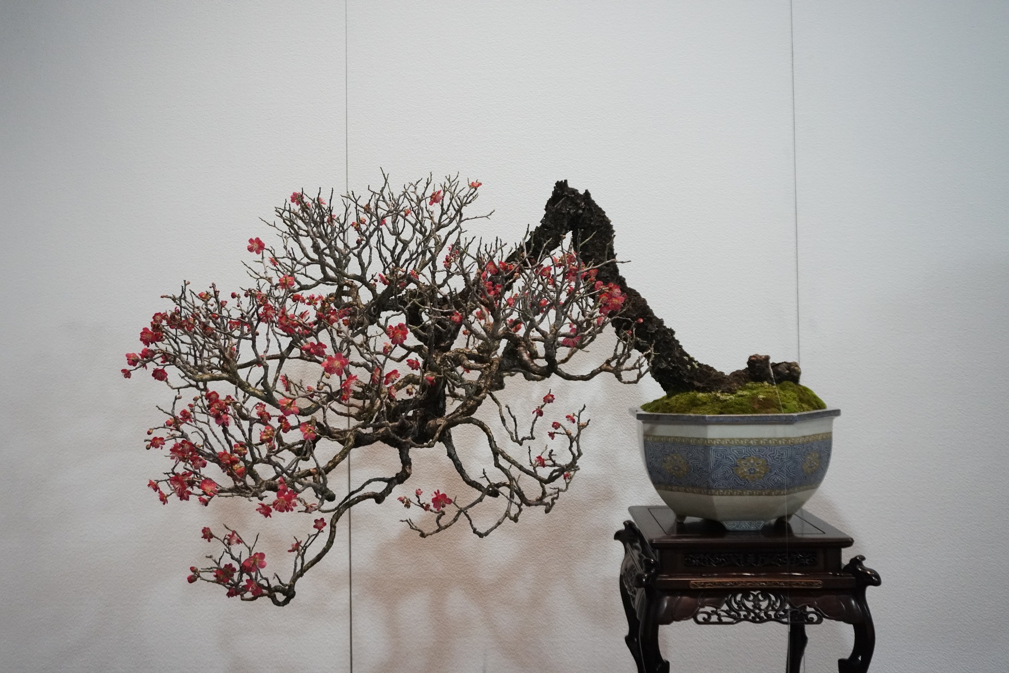 盆栽に人気の樹種とその魅力