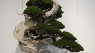 盆栽の歴史：日本が誇る伝統文化の歩み
