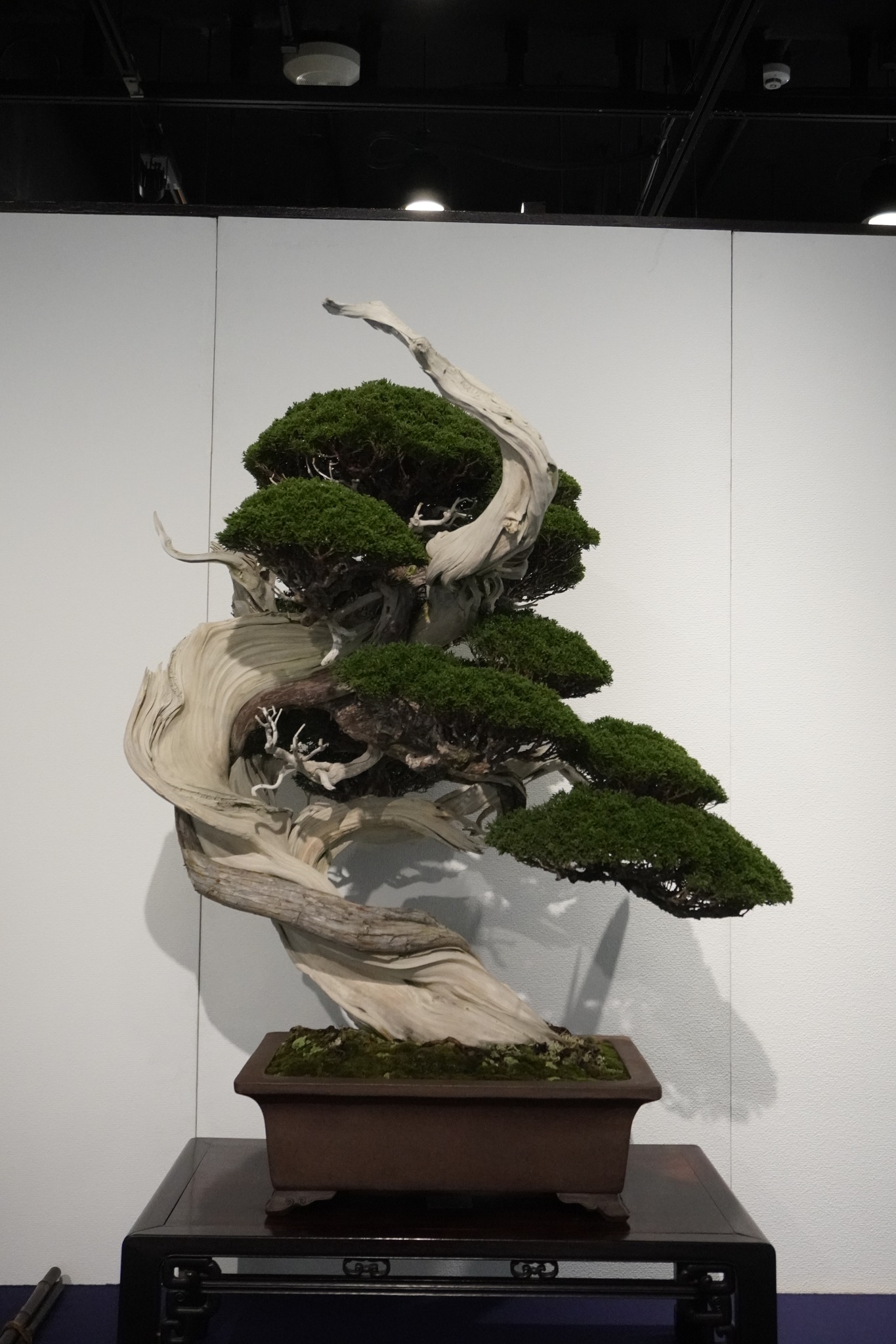 盆栽の歴史：日本が誇る伝統文化の歩み