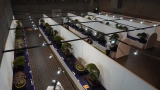 秋の盆栽買取のポイント｜展示会シーズンで相場が上昇。高く売るなら今がチャンス