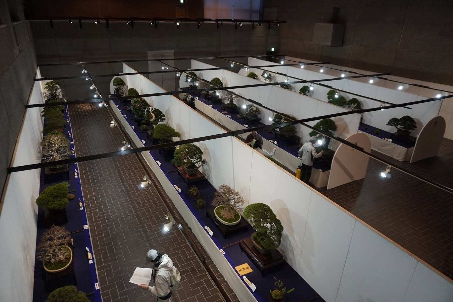 国風盆栽展とは？日本最高峰の盆栽展を解説【第99回参加レポート】