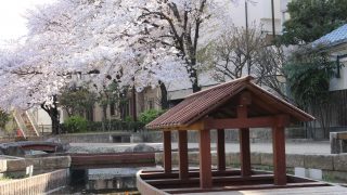 枚方市で盆栽の買取をお考えの方へ