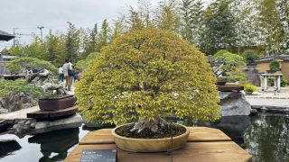 【プロが解説】盆栽買取の流れを4ステップで徹底解説（写真見積もりから引き取りまで）