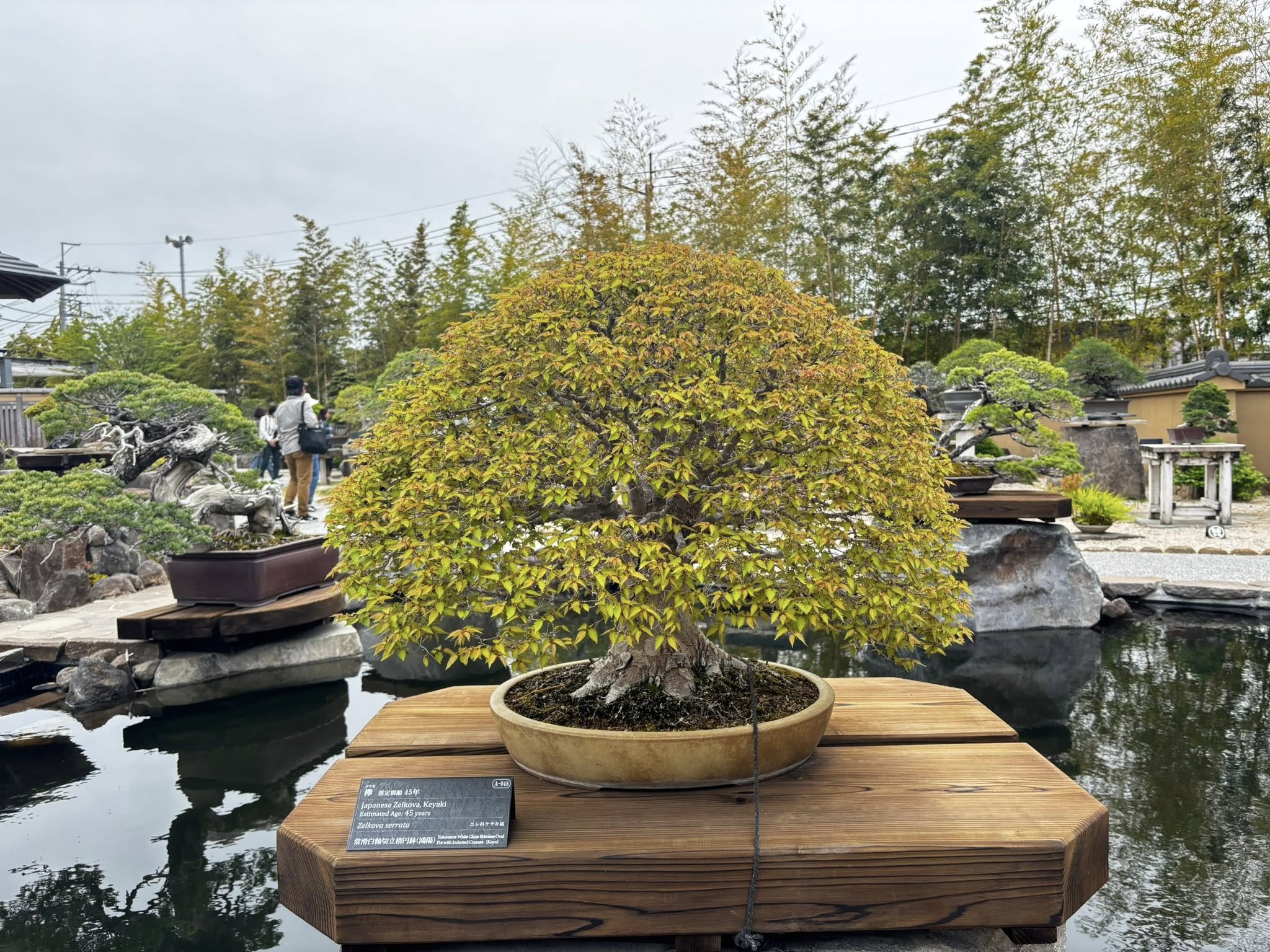 【プロが解説】盆栽買取の流れを4ステップで徹底解説（写真見積もりから引き取りまで）