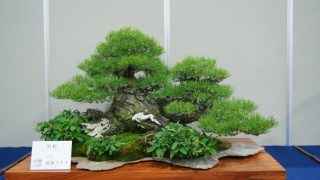 残された盆栽、どうしますか？｜引き継ぐ・売る・譲るの最適解と実務ガイド