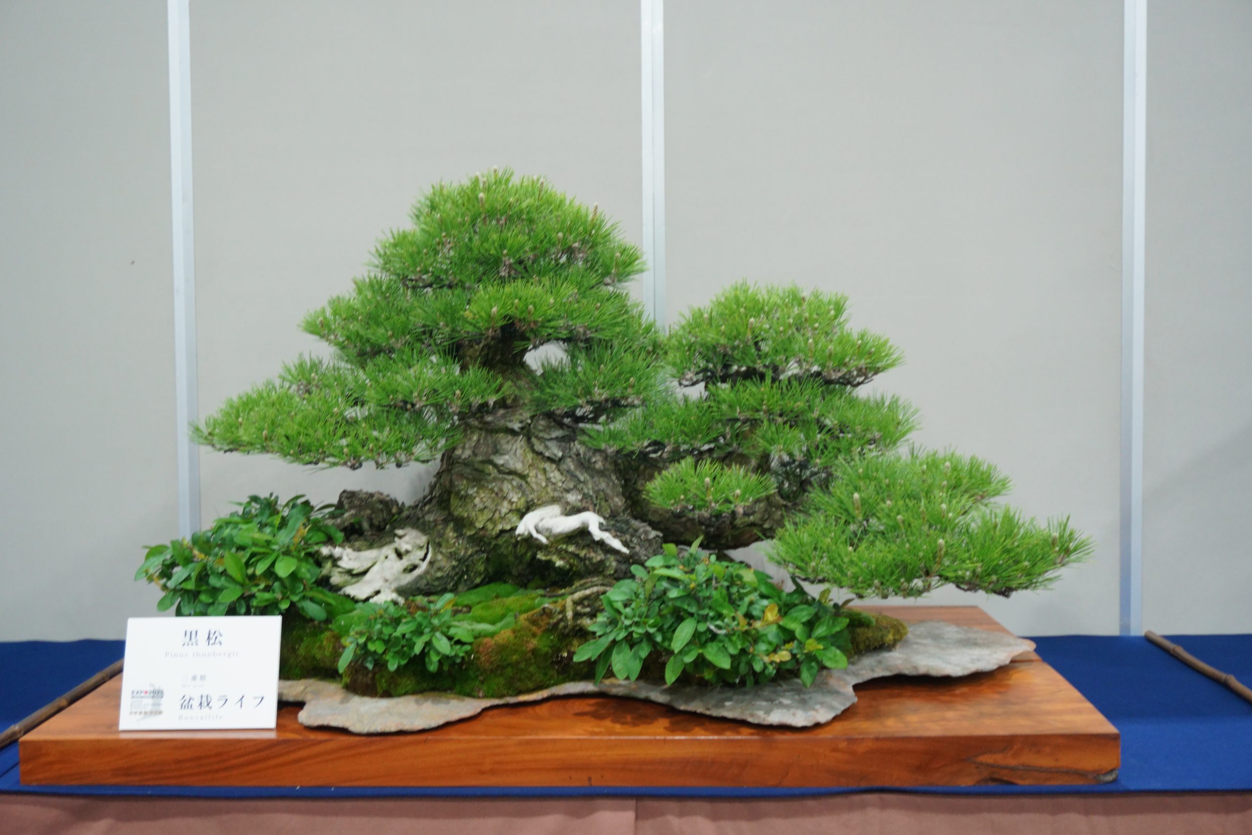 残された盆栽、どうしますか？｜引き継ぐ・売る・譲るの最適解と実務ガイド