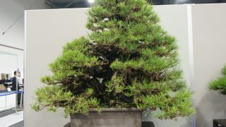 の盆栽買取｜高く売るなら今がチャンス？その理由と注意点を解説