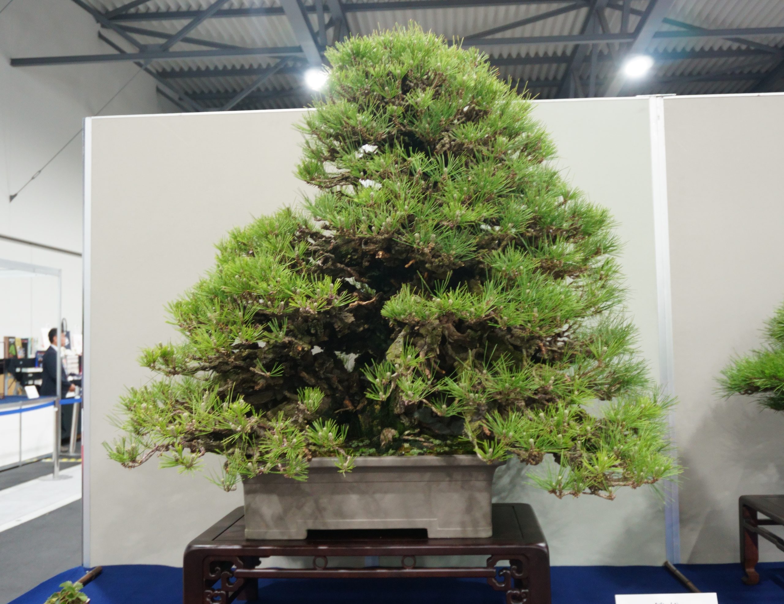 の盆栽買取｜高く売るなら今がチャンス？その理由と注意点を解説