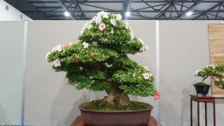 奈良県の盆栽買取なら岳盆栽｜出張査定・最短即日対応で安心の高価買取