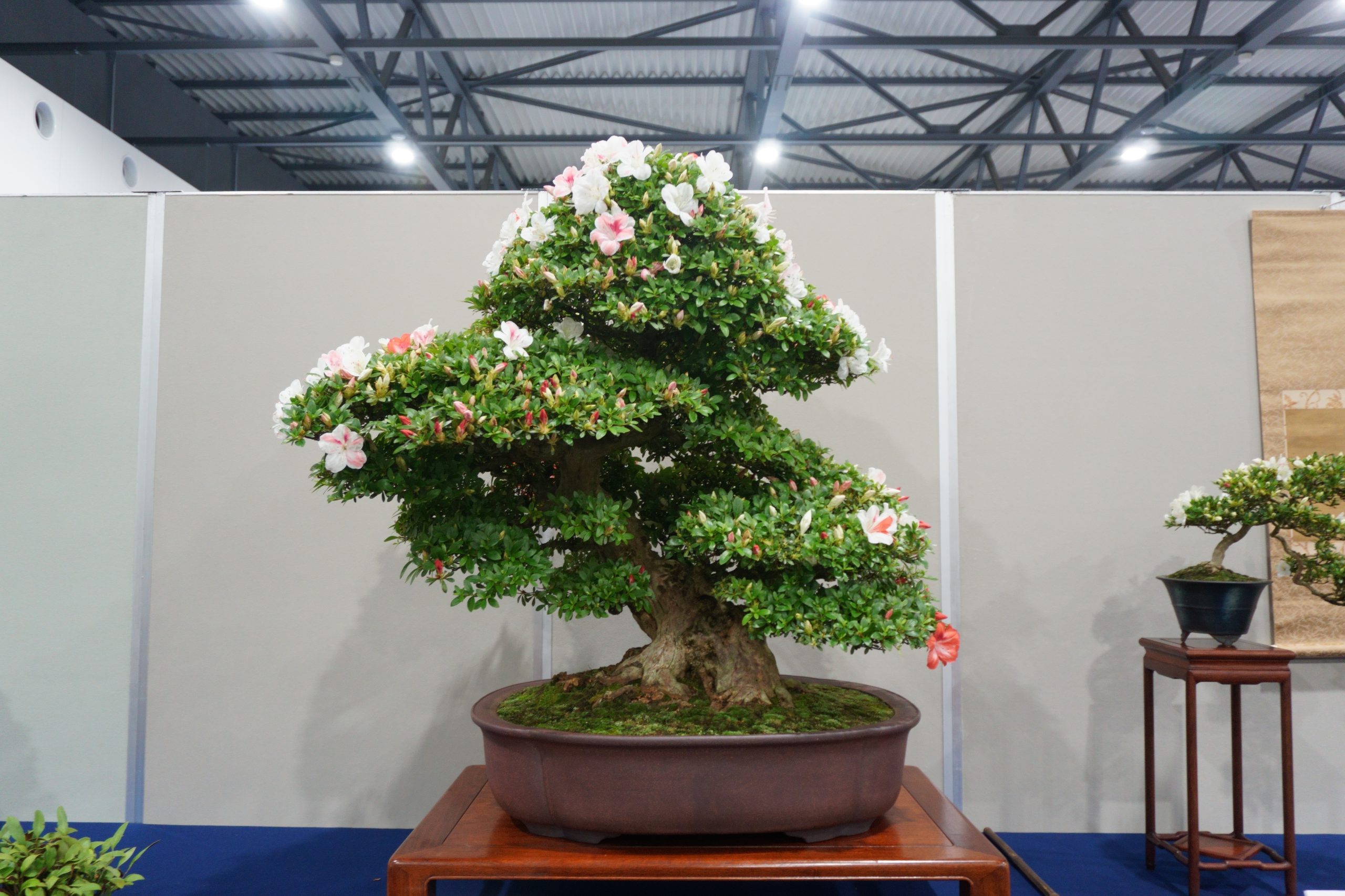 奈良県の盆栽買取なら岳盆栽｜出張査定・最短即日対応で安心の高価買取