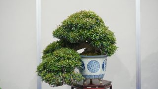 一宮市から盆栽をお売りになりたい方へ