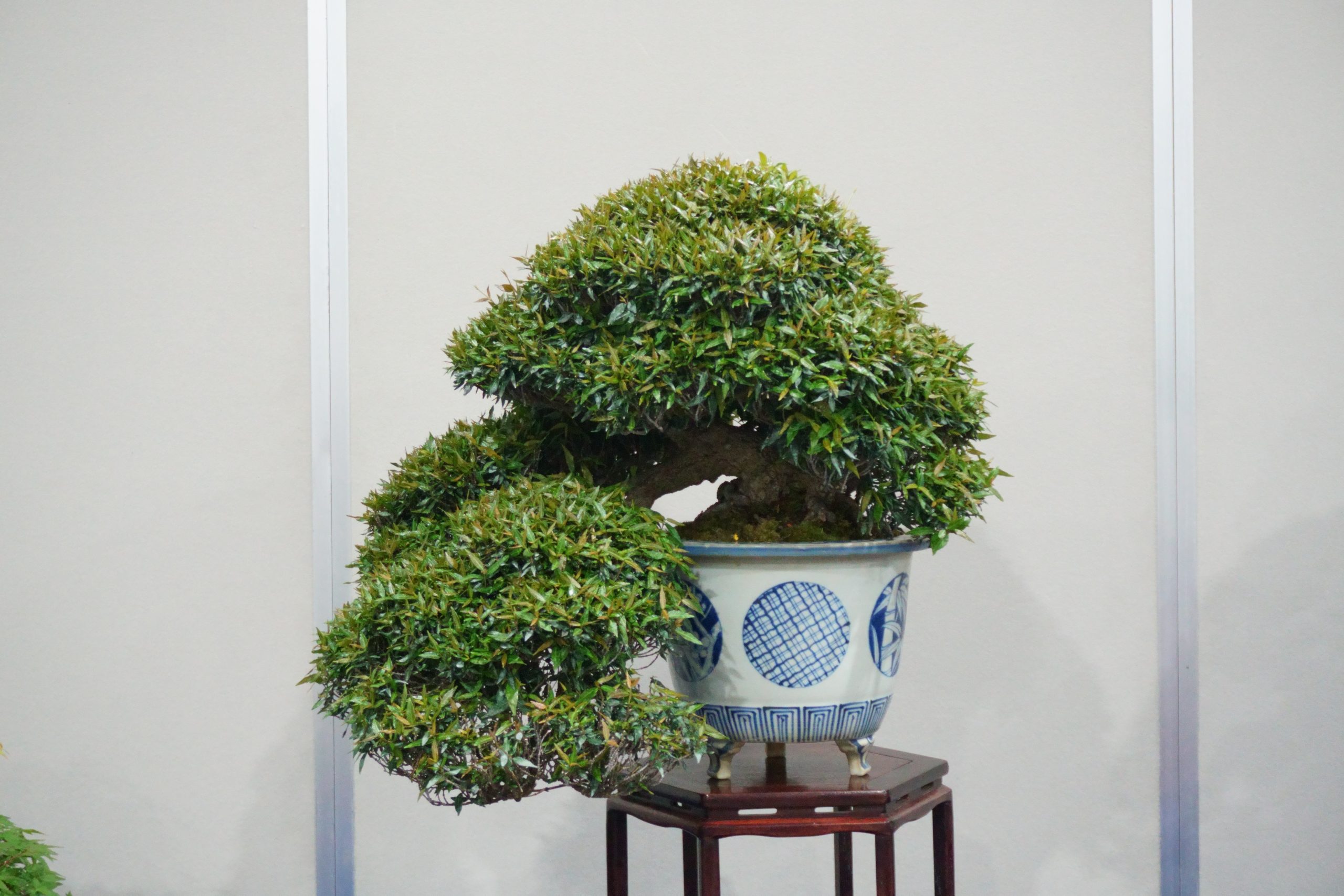 盆栽の買取価格を決める5つの重要要素：樹種、樹齢、造形、作者、そして鉢の隠れた価値を公開