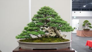 長野市から盆栽をお売りになりたい方へ