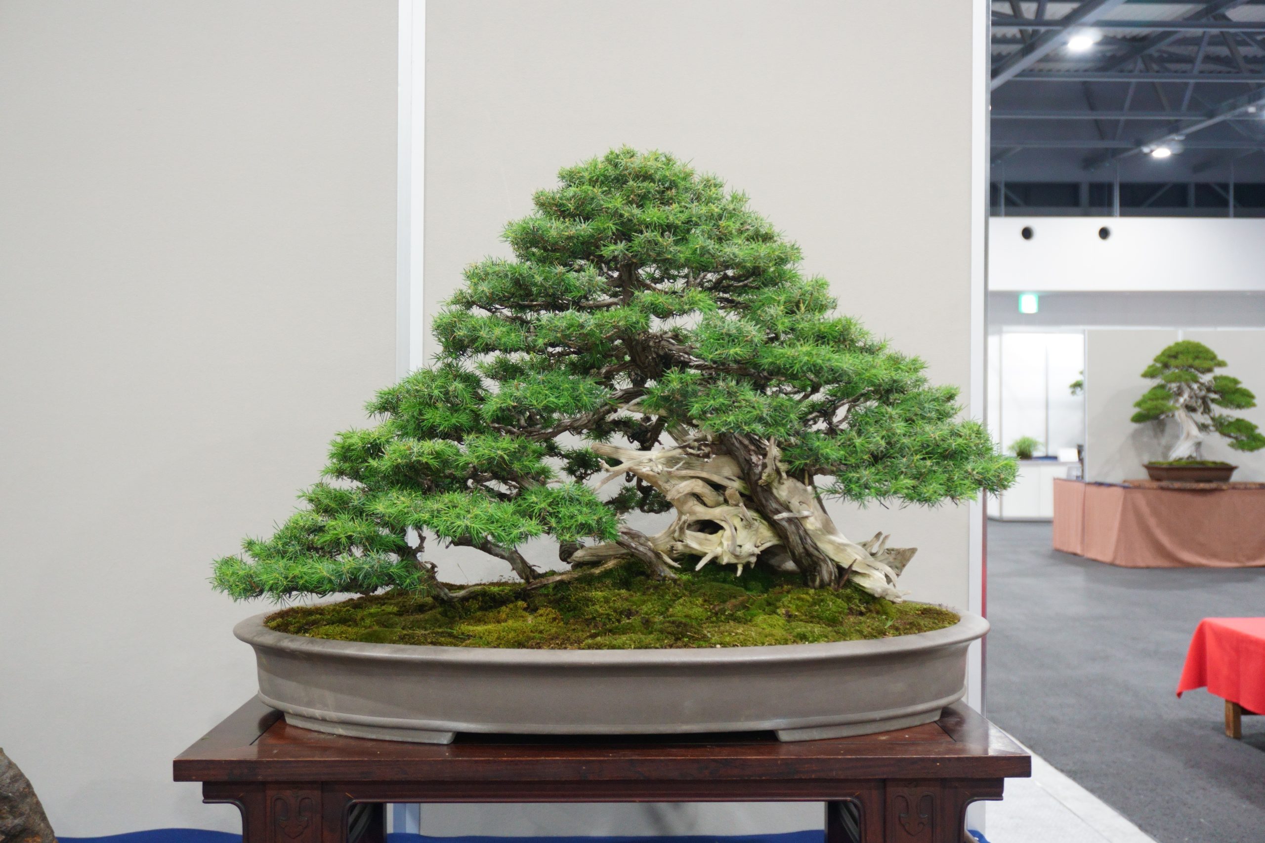 長野市の盆栽売却|買取査定 – 岳盆栽