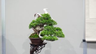 長崎市から盆栽をお売りになりたい方へ