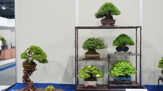 豊中市から盆栽をお売りになりたい方へ