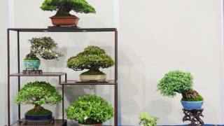 春の訪れを告げる盆栽の祭典！「春雅展」の見どころと、春の植え替え前に考えたい「盆栽整理」の極意