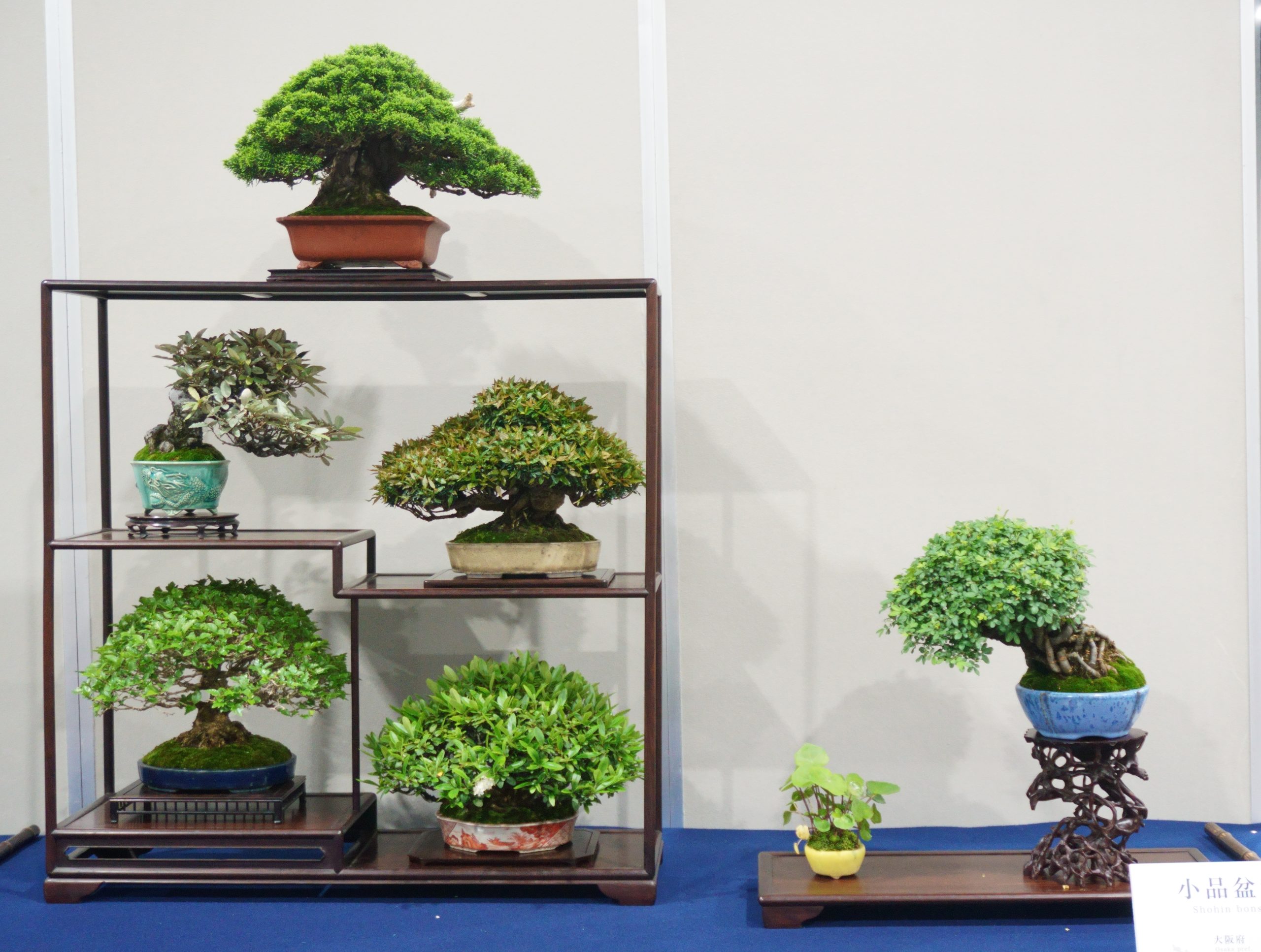 春の訪れを告げる盆栽の祭典！「春雅展」の見どころと、春の植え替え前に考えたい「盆栽整理」の極意