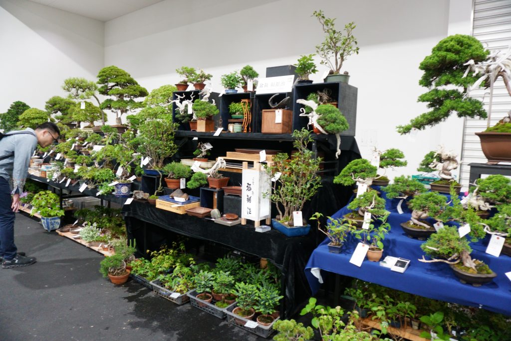 bonsai
