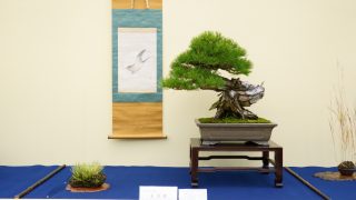 【速報】第45回 日本盆栽大観展がついに開催！
