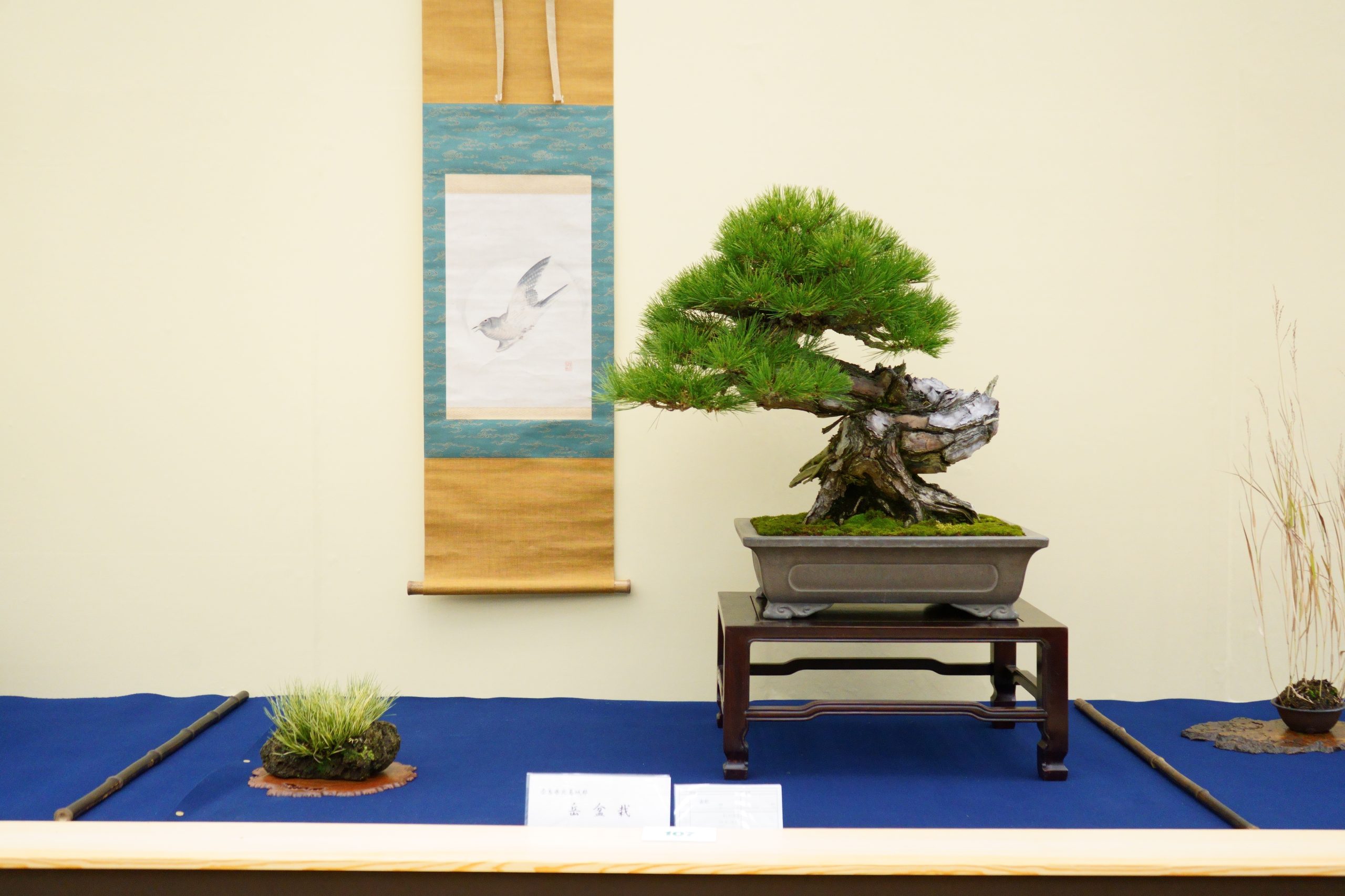 【速報】第45回 日本盆栽大観展がついに開催！