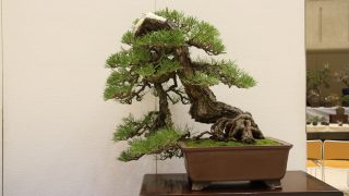 盆栽を売るなら2月がベスト！その意外な理由とは？