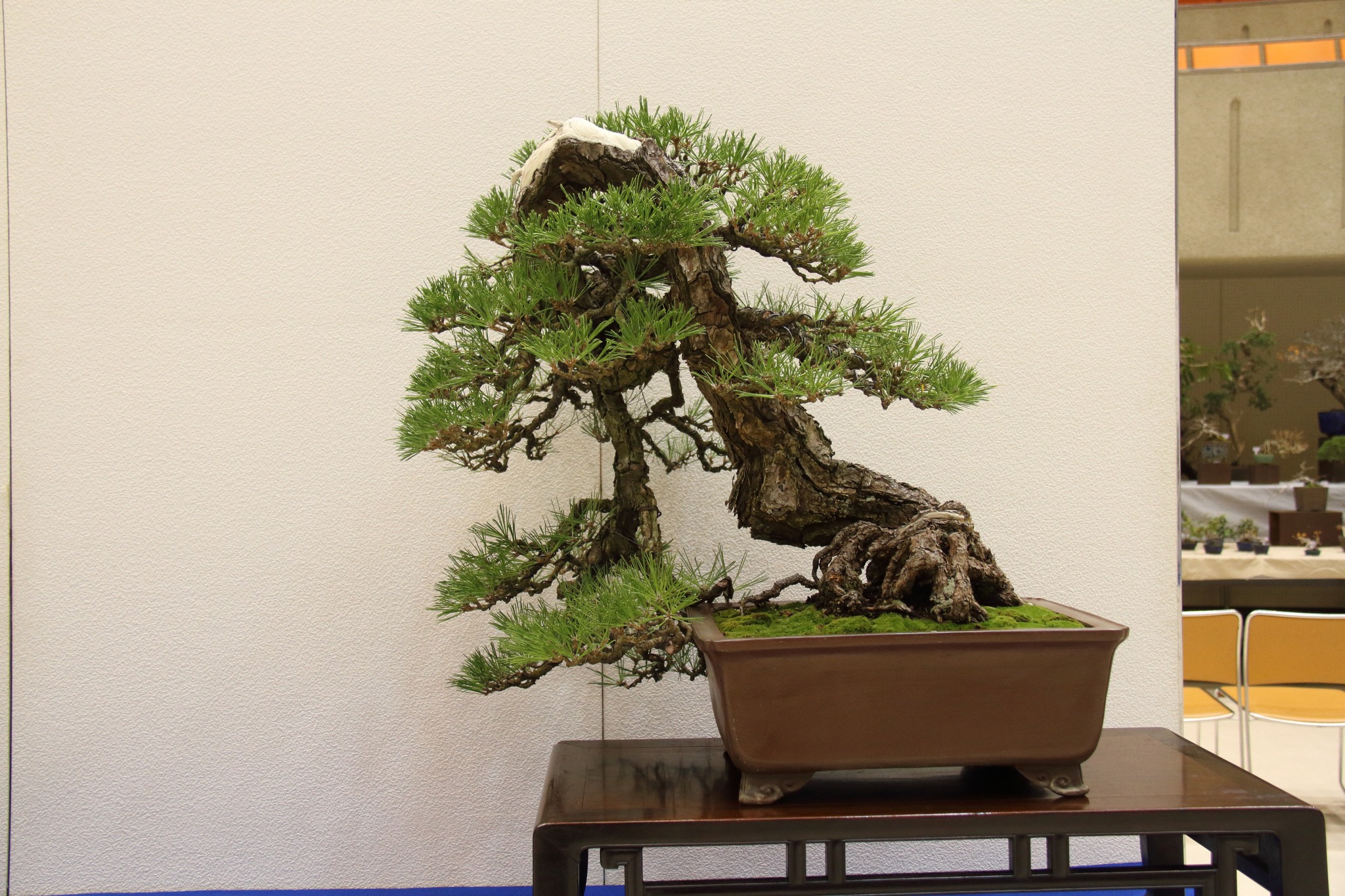 盆栽を売るなら2月がベスト！その意外な理由とは？