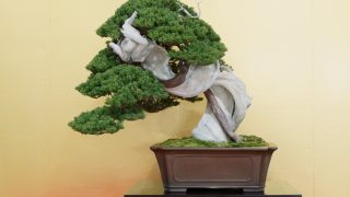 東京都中野区から盆栽をお売りになりたい方へ