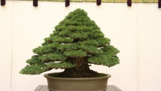 豊橋市から盆栽をお売りになりたい方へ