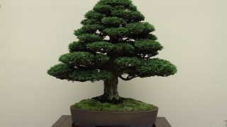 和歌山市から盆栽をお売りになりたい方へ