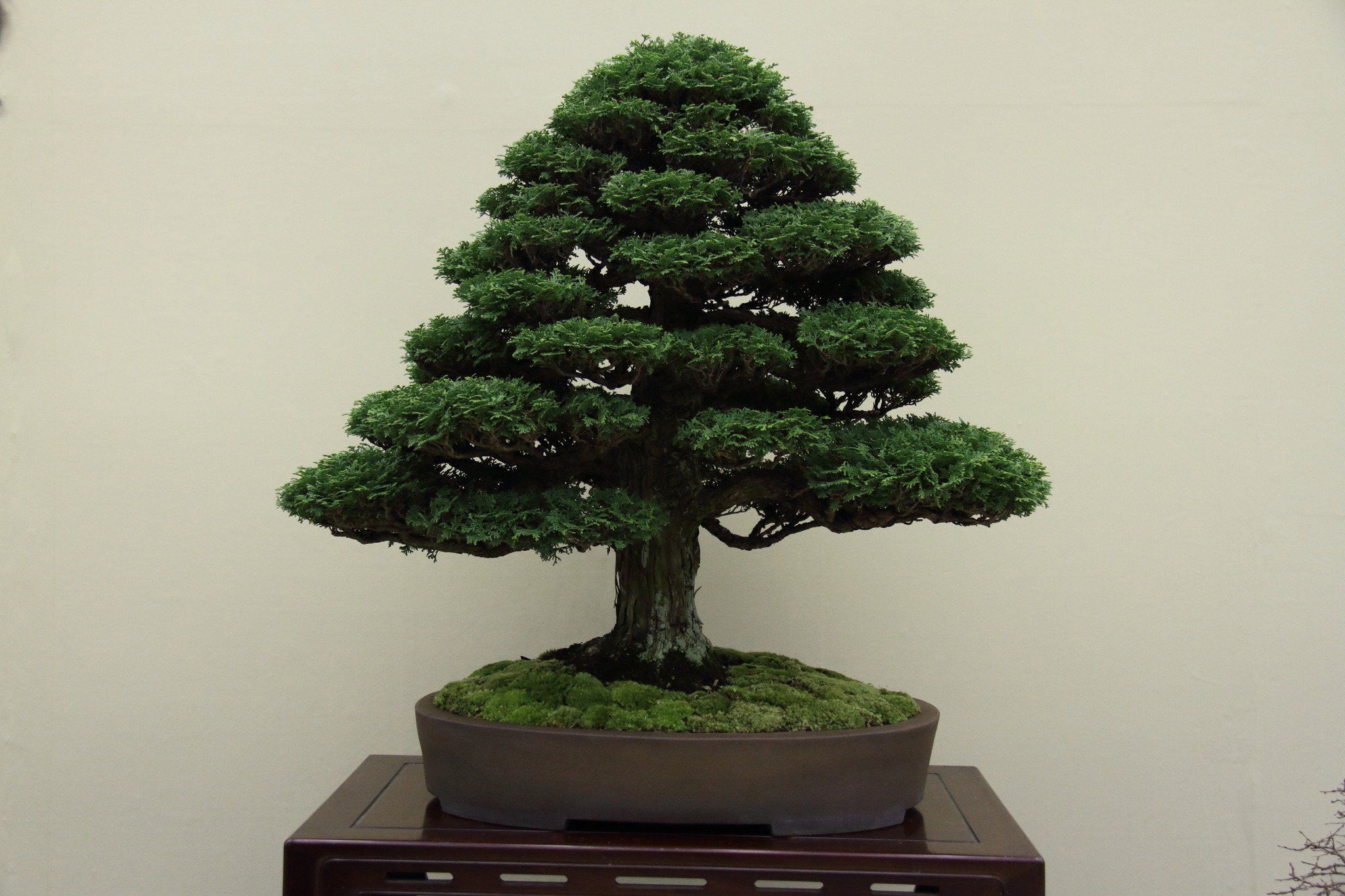 和歌山市から盆栽をお売りになりたい方へ