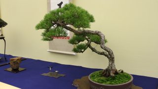 所沢市から盆栽をお売りになりたい方へ