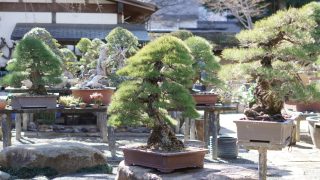 『盆栽の処分費用はいくら？「有料回収」と「買取」の分岐点を徹底解説』