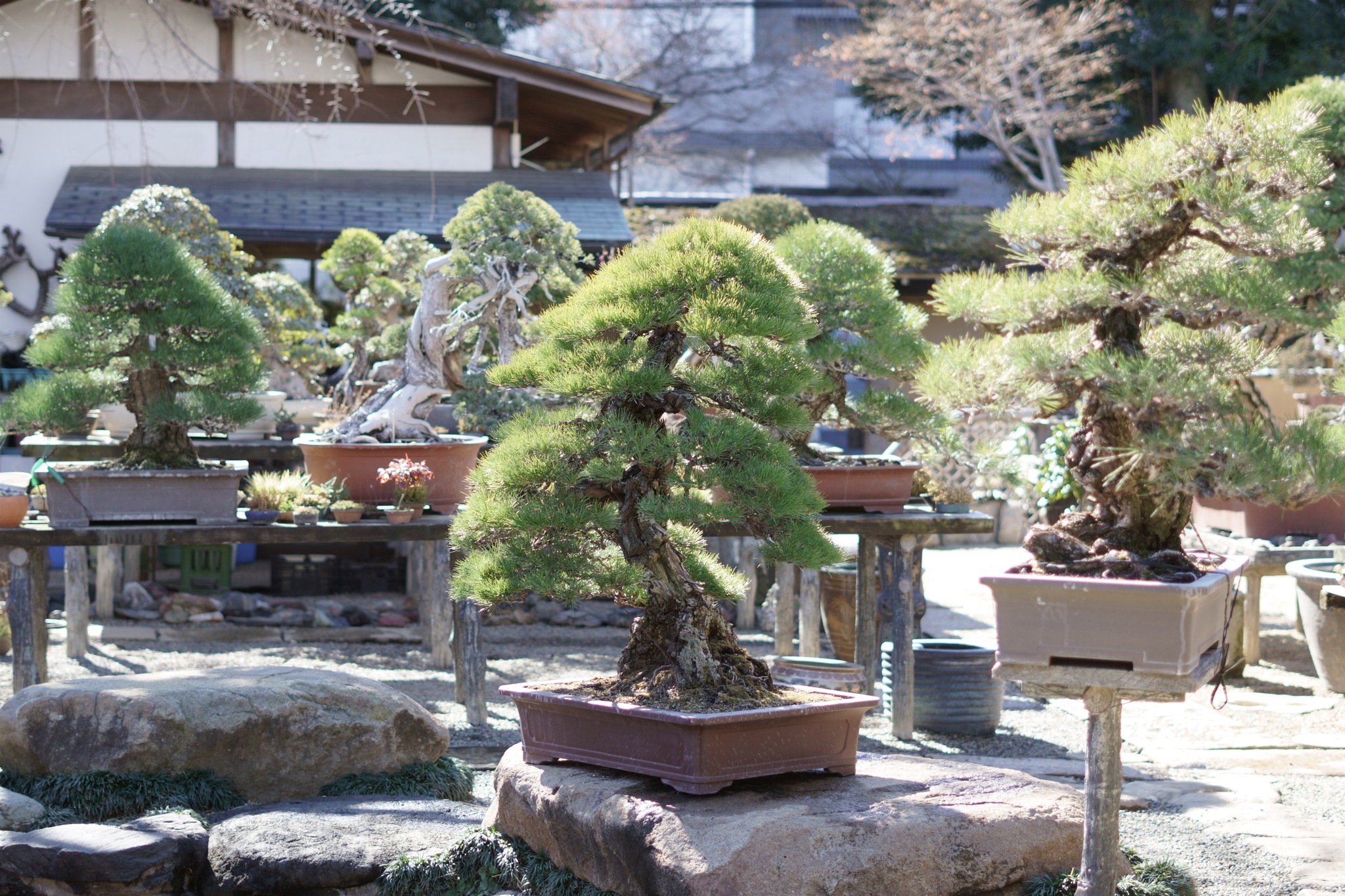 『盆栽の処分費用はいくら？「有料回収」と「買取」の分岐点を徹底解説』