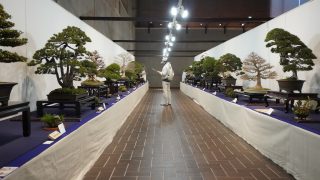 東京都新宿区から盆栽をお売りになりたい方へ