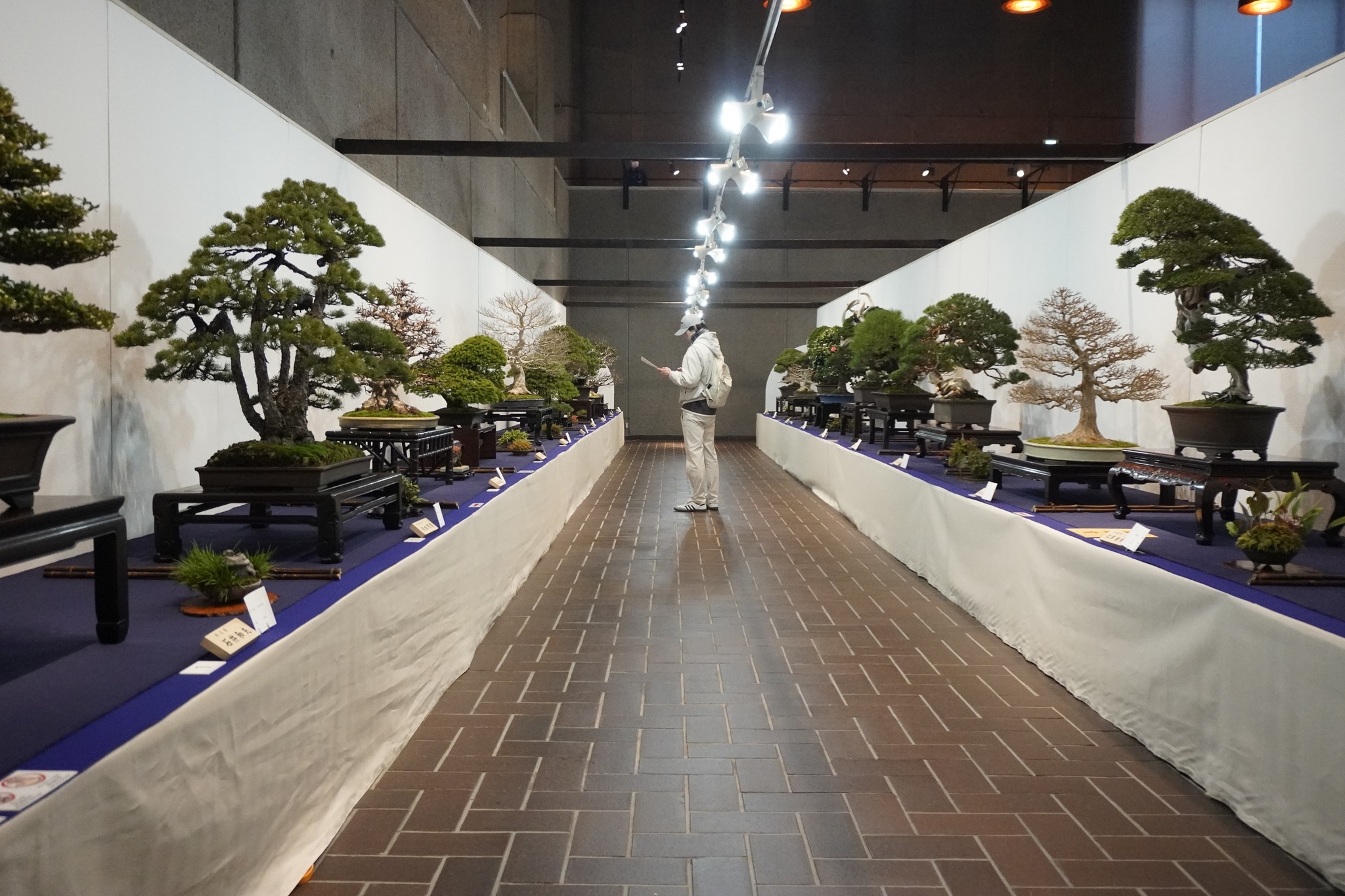 東京都新宿区の盆栽売却|買取 – 岳盆栽