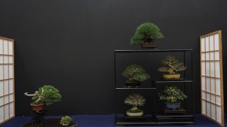 越谷市から盆栽をお売りになりたい方へ