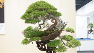 高崎市から盆栽をお売りになりたい方へ